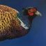 pheasant